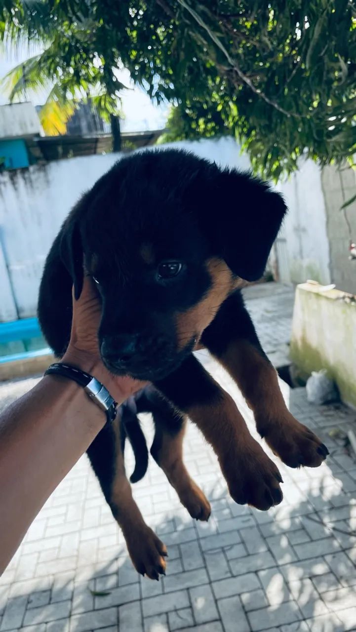 rottweiler 45 dias - Foto 2