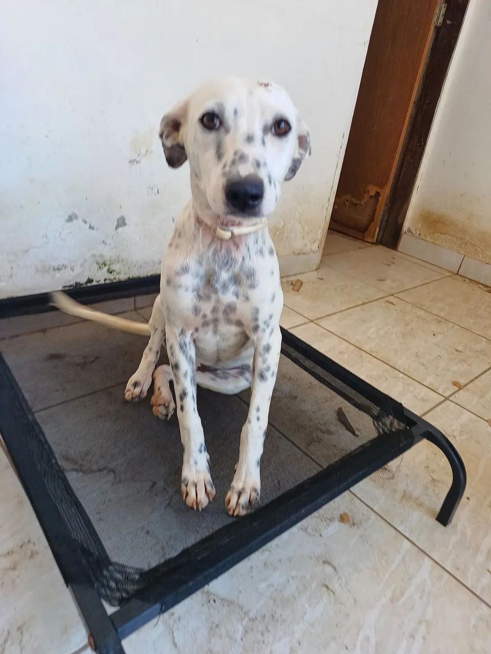 ADOÇÃO RESPONSÁVEL  - Foto 4