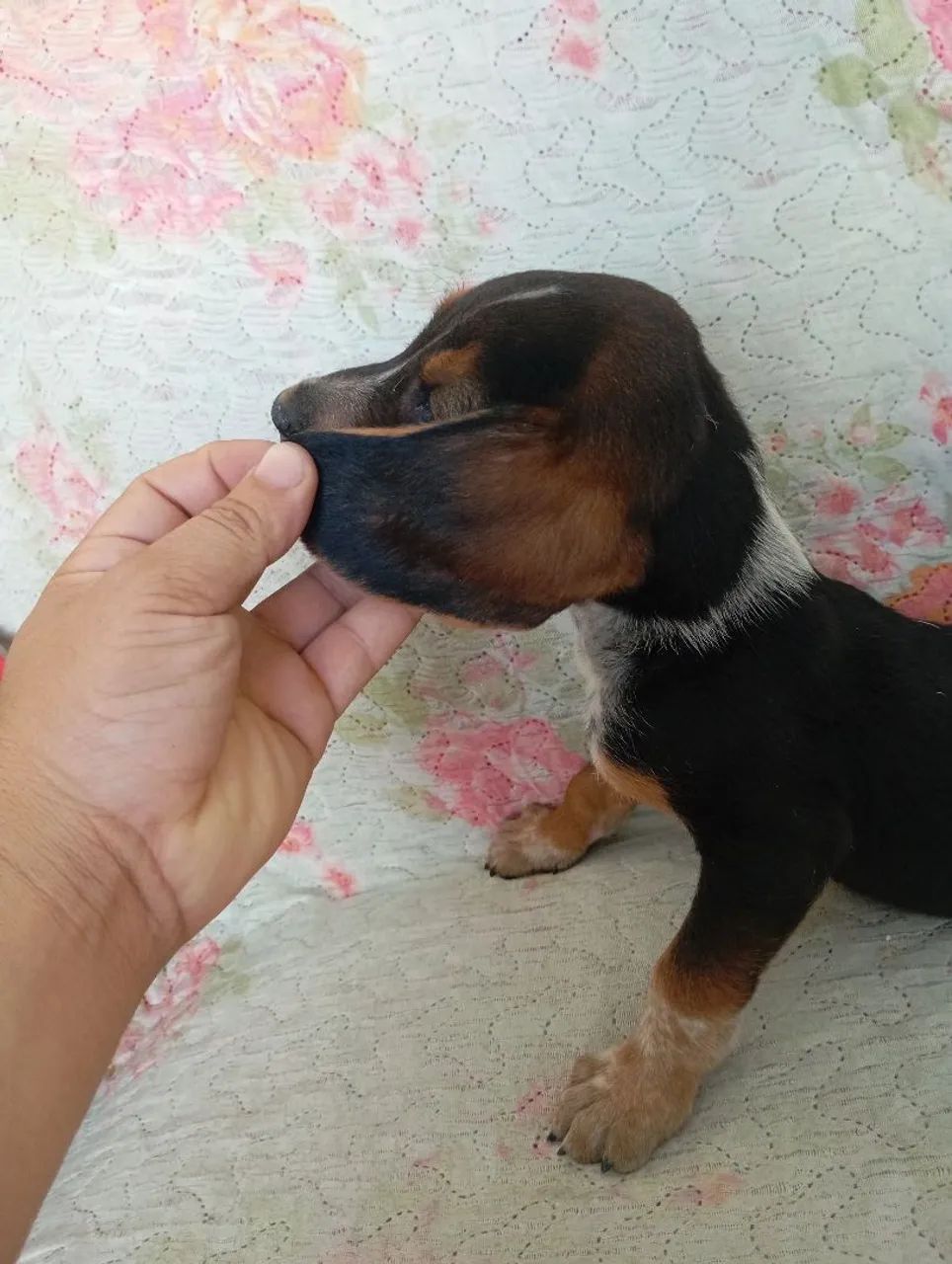 lindo beagle
