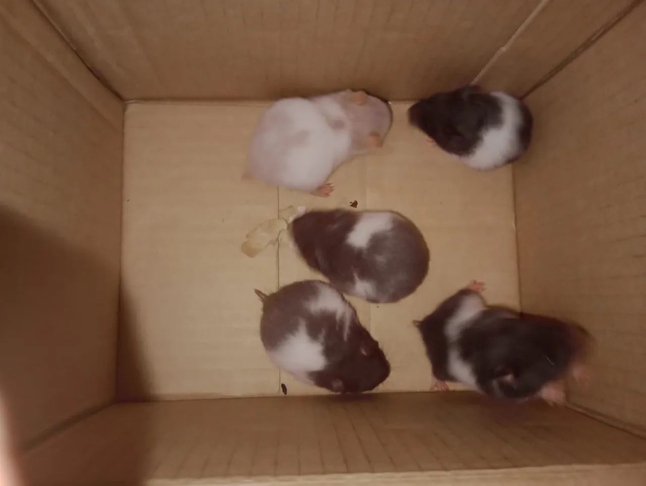 Hamster sírio filhotes
