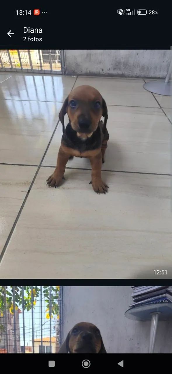 Filhotes de Salsicha (Dachshund) - Foto 4