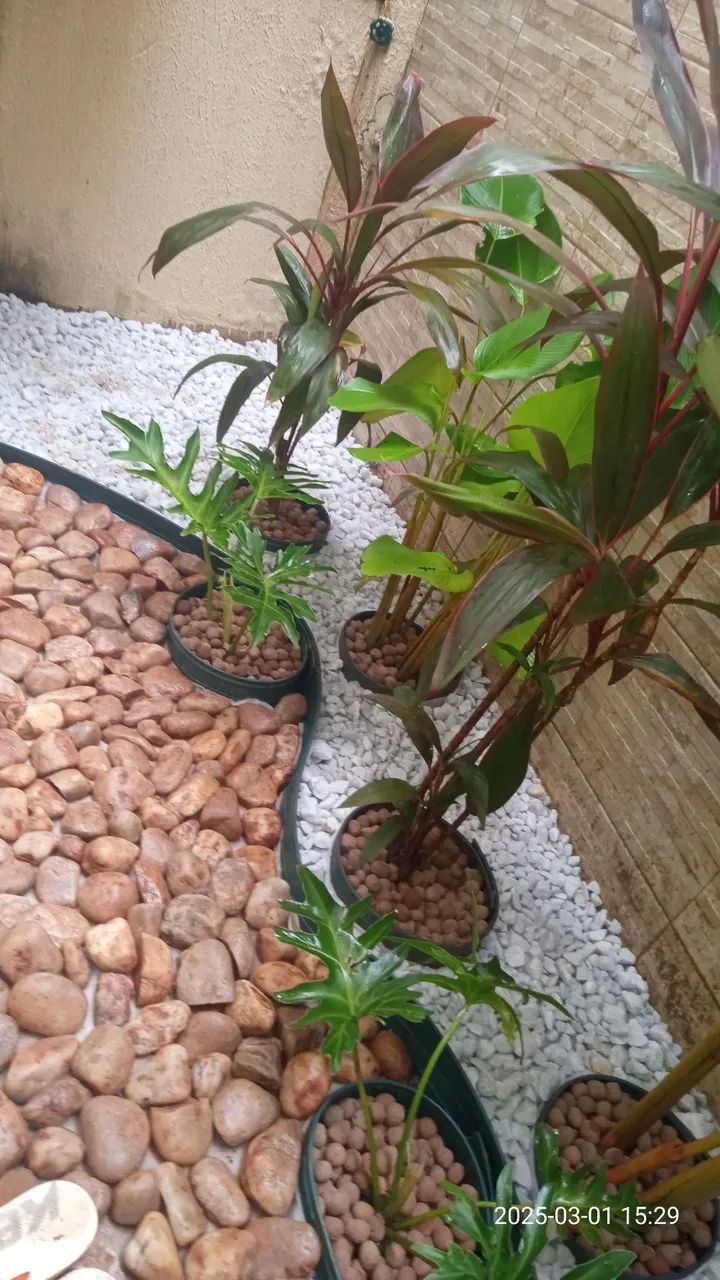 Serviço de jardinagem em geral em Fortaleza 