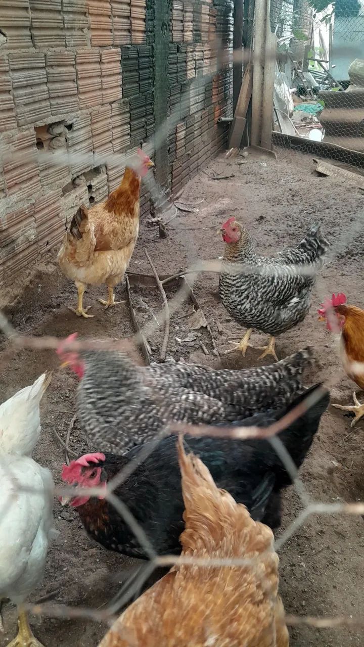 ? galinhas - Foto 2