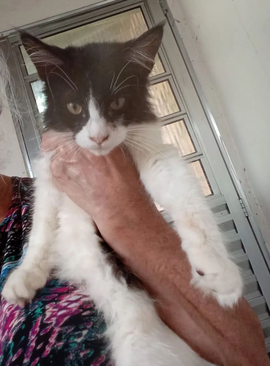 Filhote fêmea de Maine Coom 