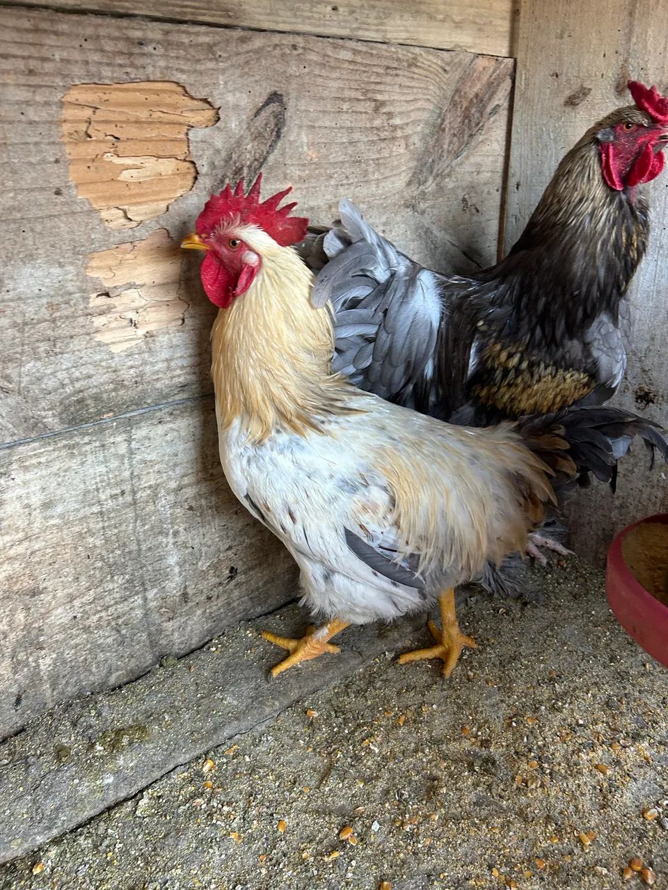 Galo - Foto 5