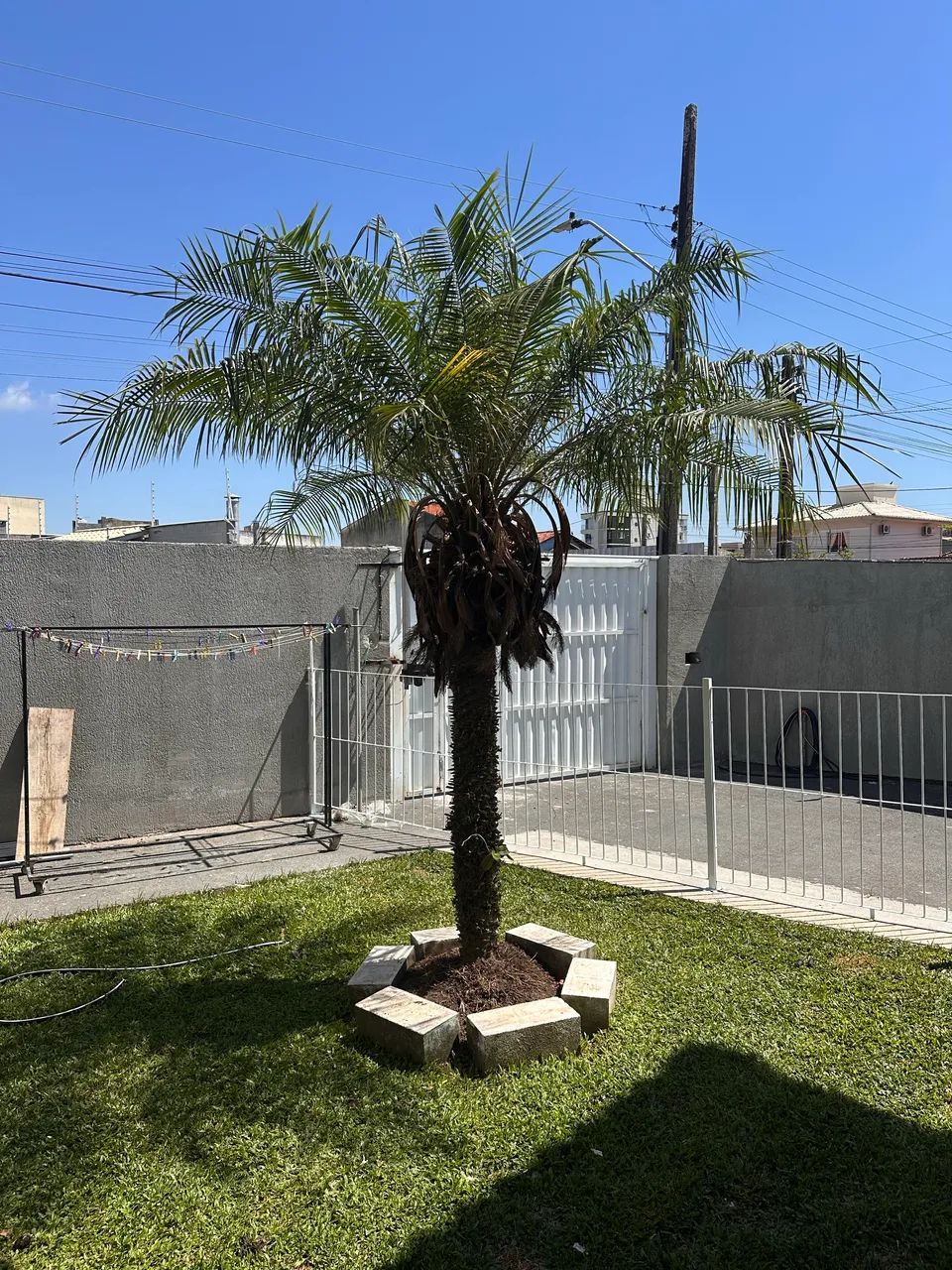 Mini coqueiro já grande  - Foto 2