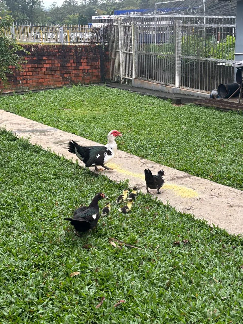 Patos - Foto 2