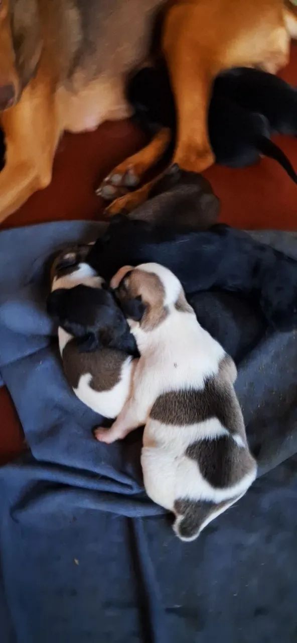 Cachorrinhos lindos: Encomendei seu  - Foto 4