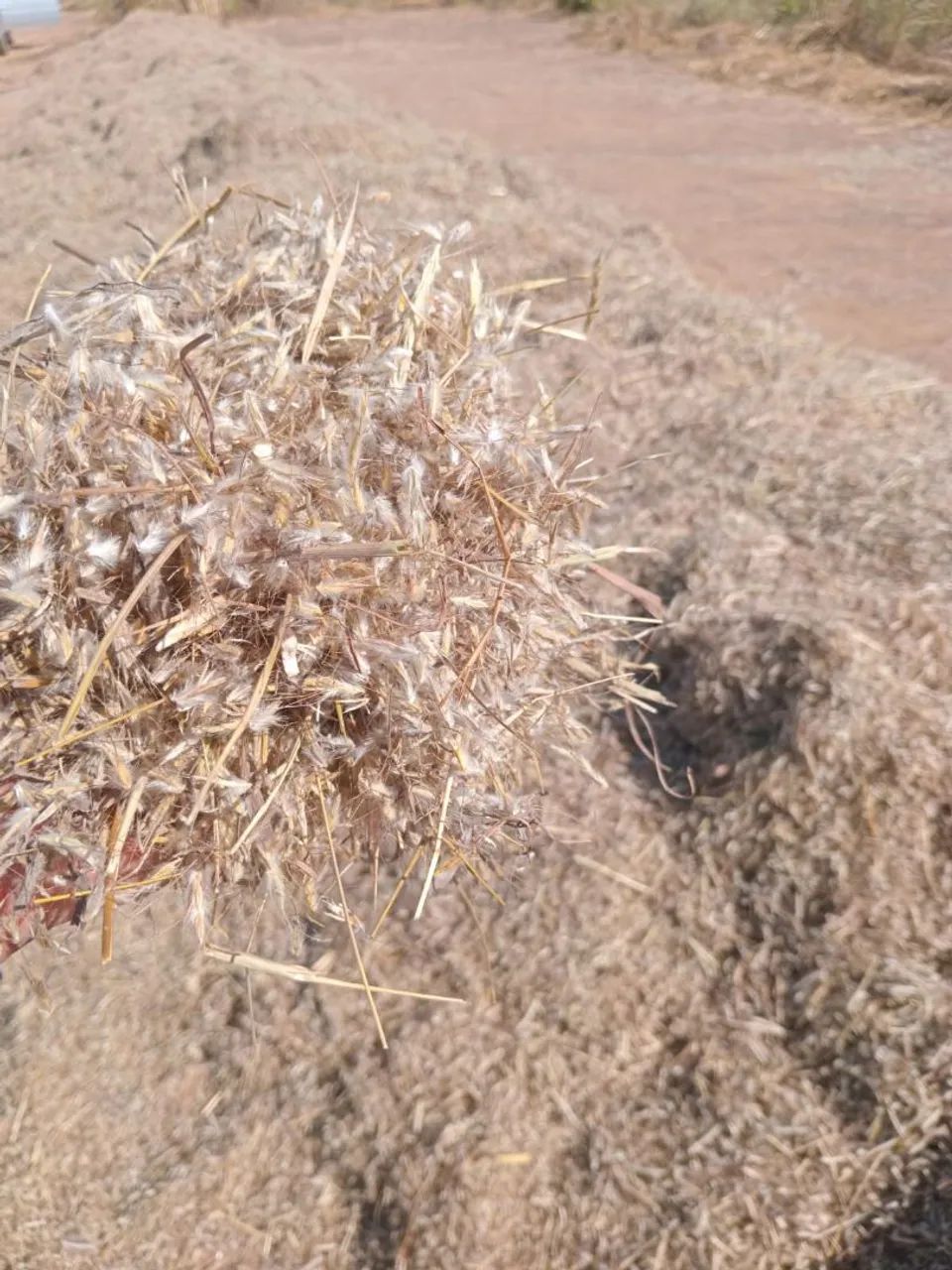 Semente de capim andropogon safra 2026 - Foto 2