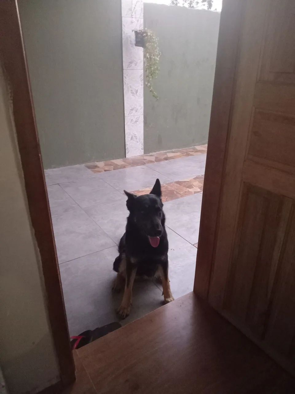 Doação pastor alemao - Foto 4
