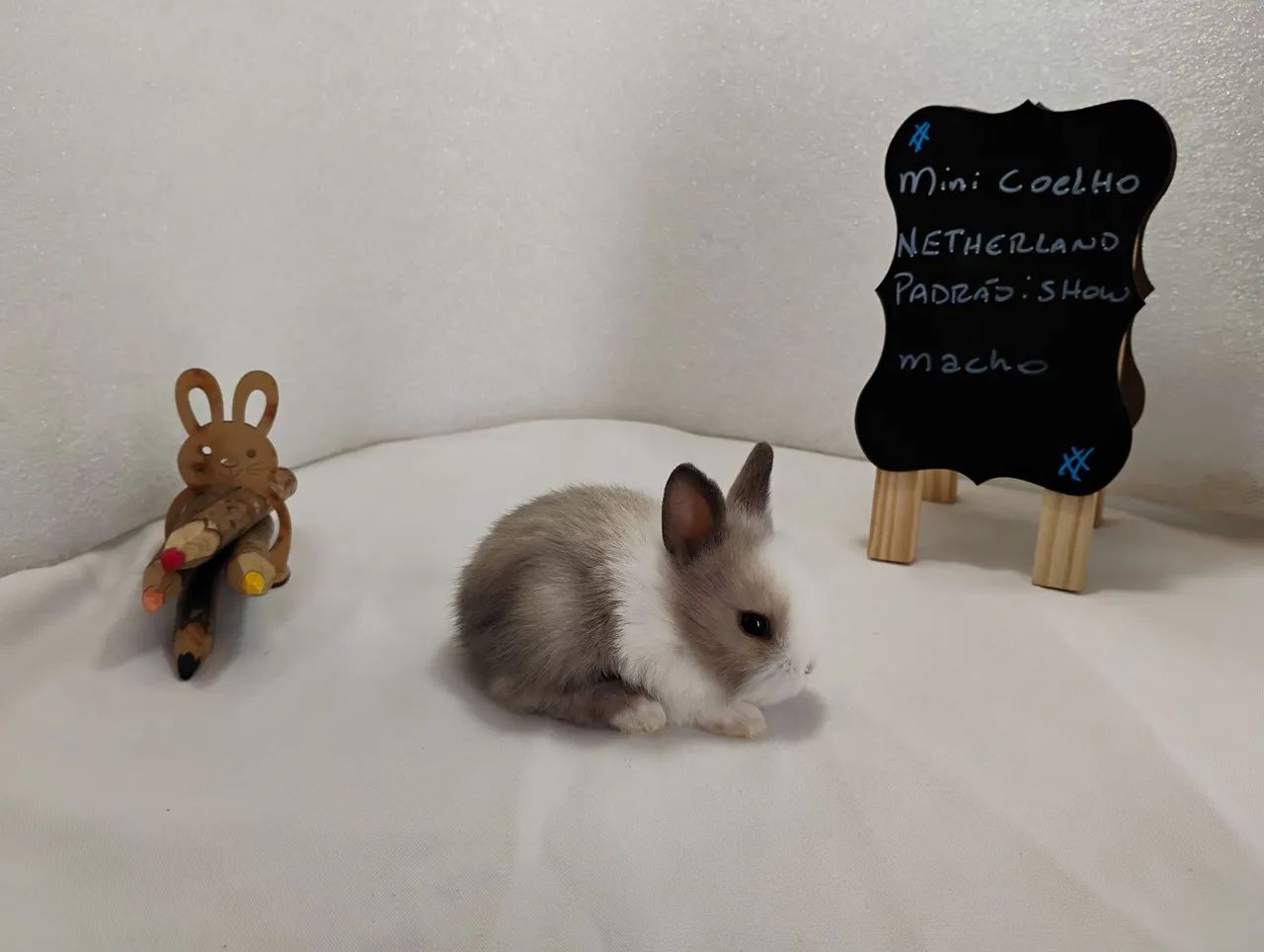Mini Coelho Anão  - Foto 3