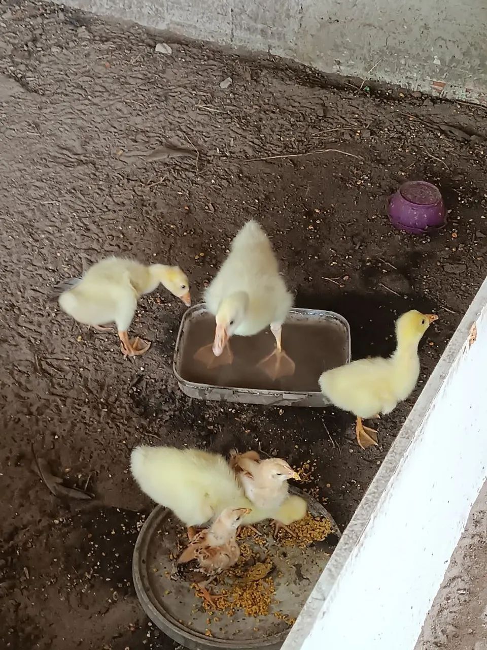 Filhotes de Ganso sinaleiro branco e pardo. - Foto 2