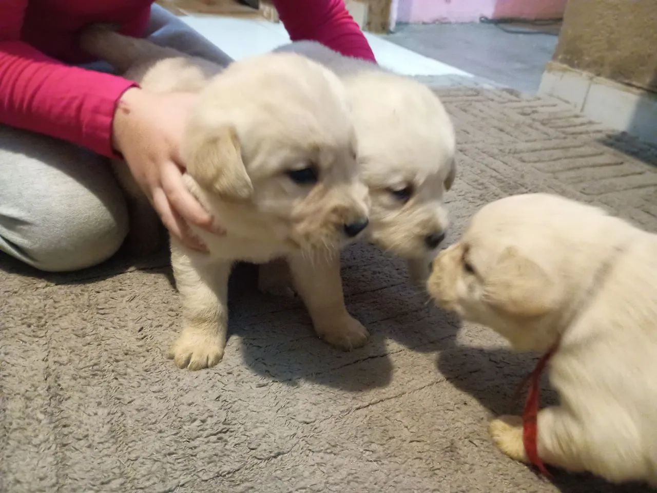 Filhotes de labrador  - Foto 4
