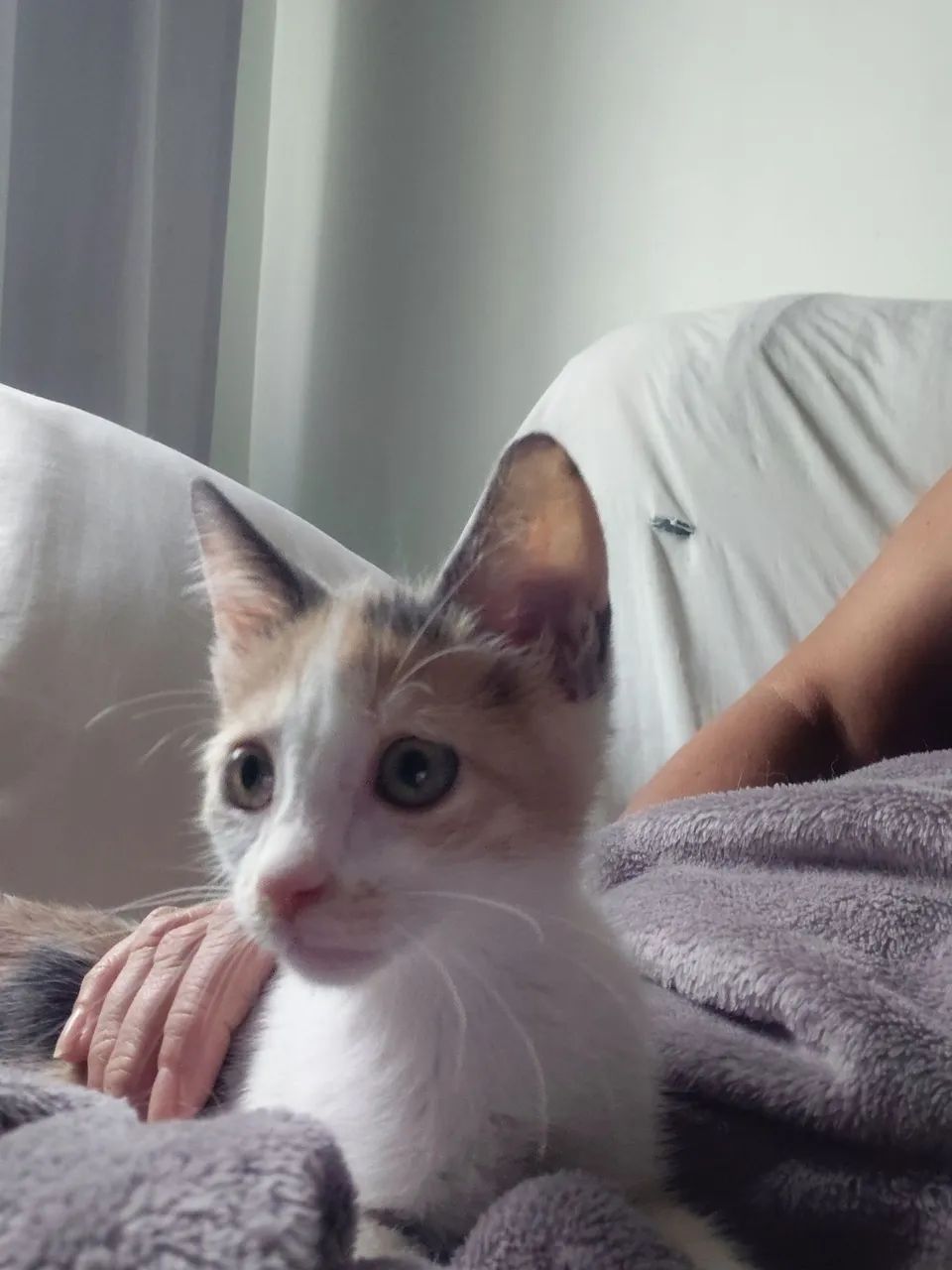 Adoção Responsavel