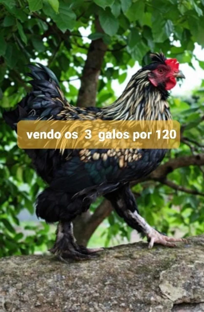 Galos
