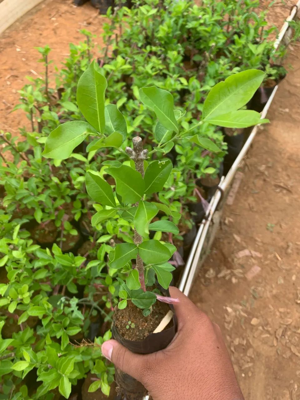 Mudas de Acerola Junco - Foto 2