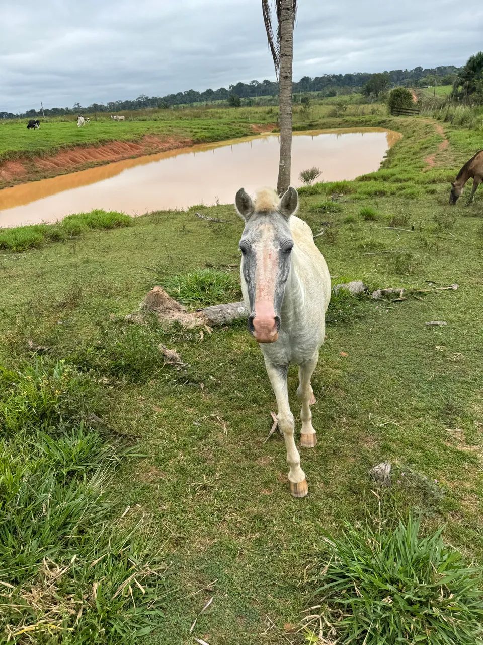 Cavalos