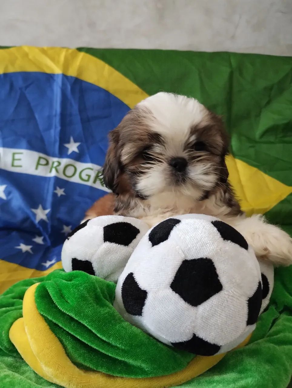 Shitzu Mini Promoção  - Foto 2