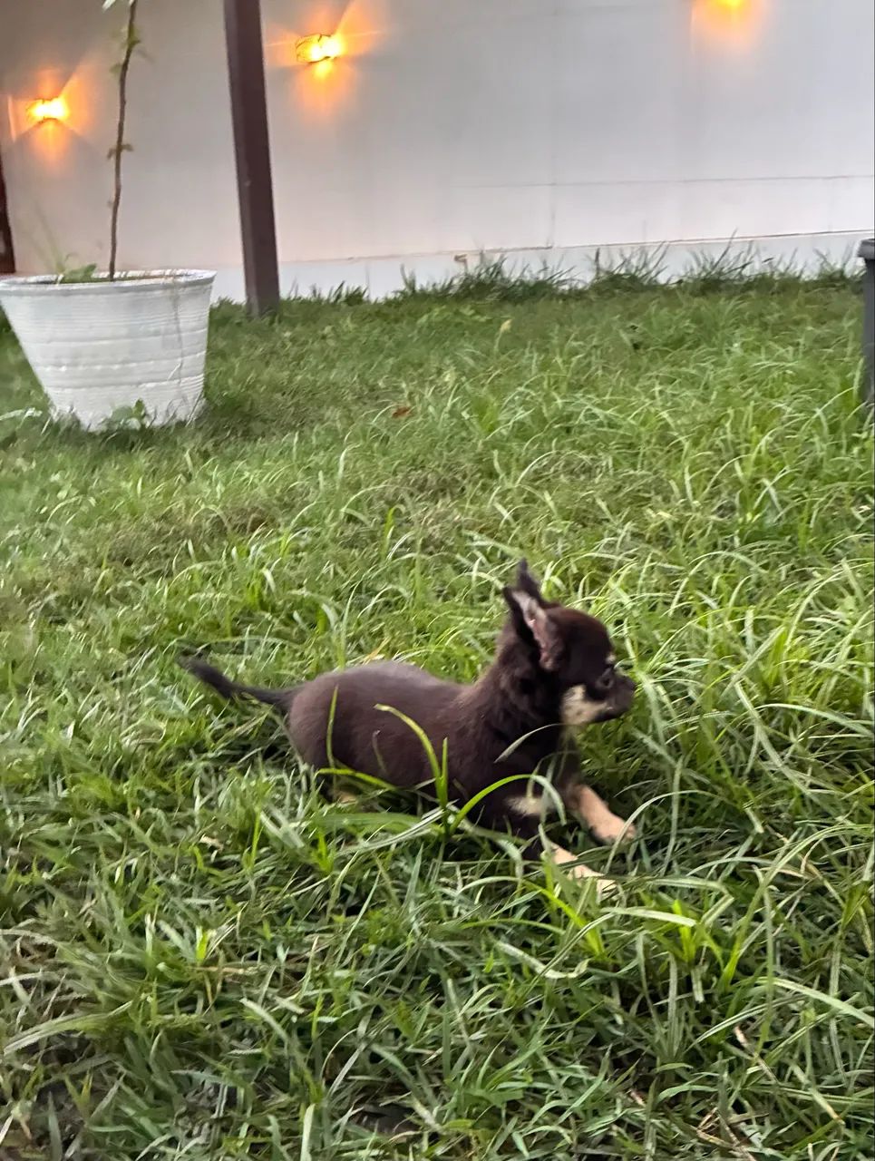 Chihuahua  - Foto 3