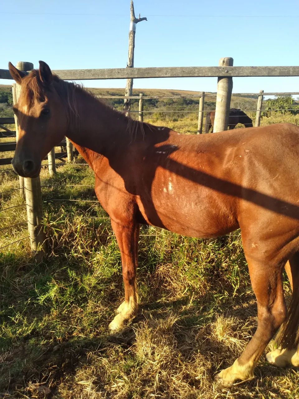 Cavalo 1/2  Sangue Harabe. - Foto 6