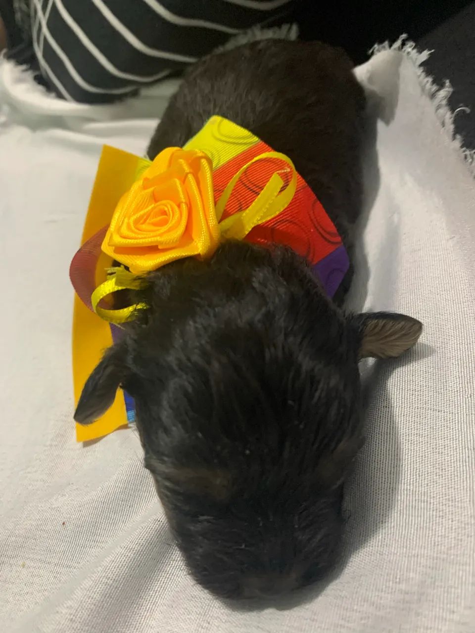 Filhote de cachorro - Foto 4