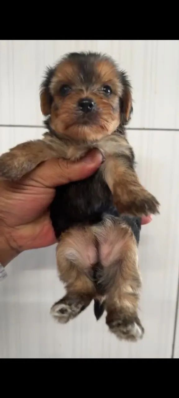 Yorkshire terrier micro  - Foto 2