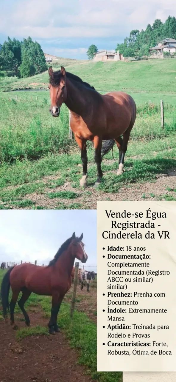Egua Preenha com Documento