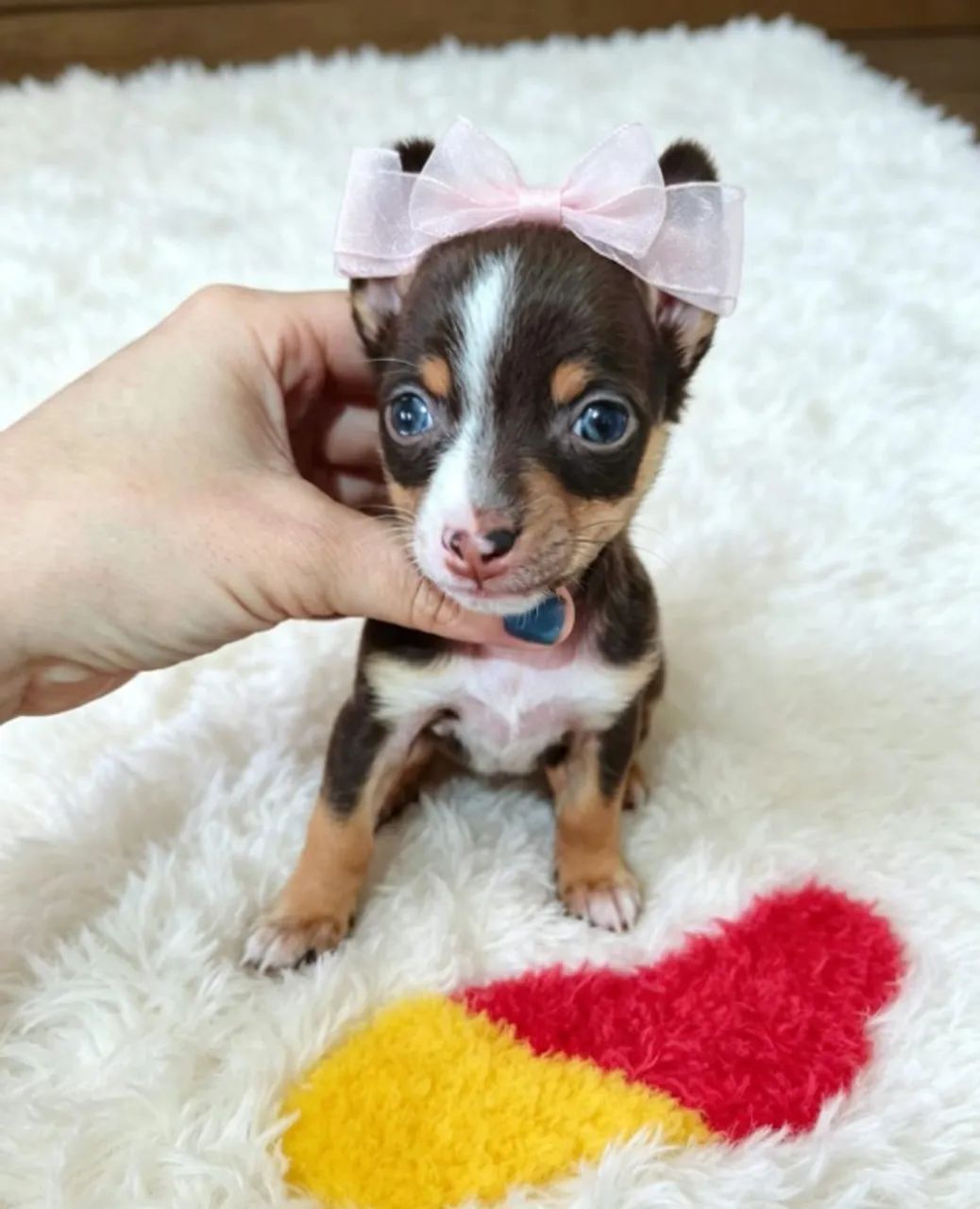 Pinscher muito especial