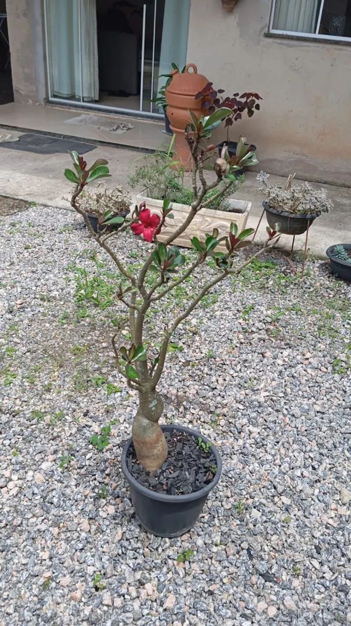 Rosa do deserto 