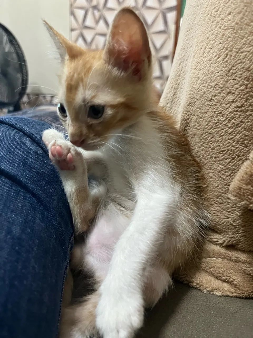 Animais - Foto 5