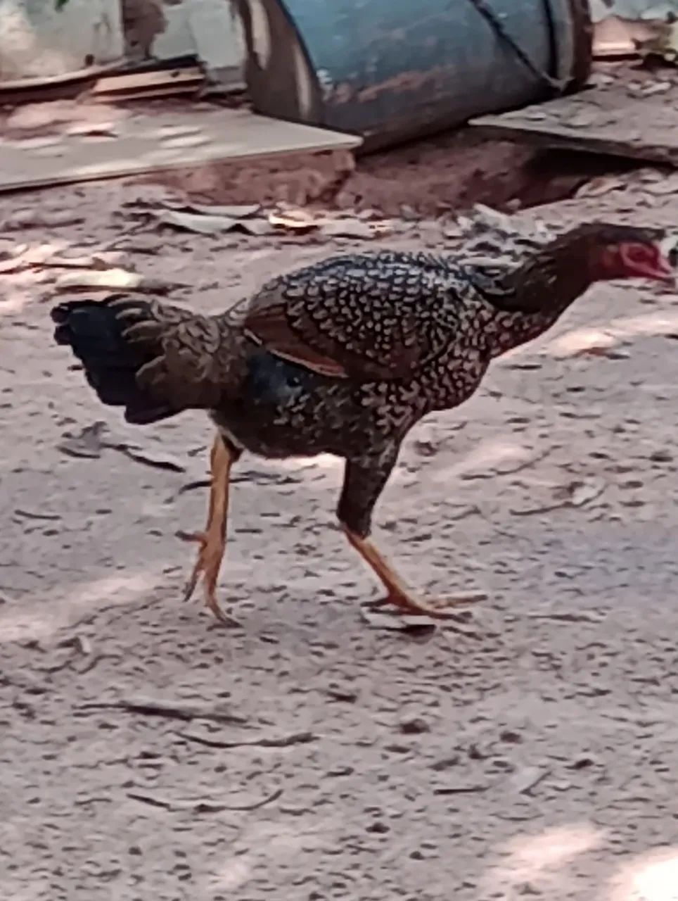 Vendo 5 franguinhos ainda meio pequeno duas frangas lindas quase botando e um frango  - Foto 5