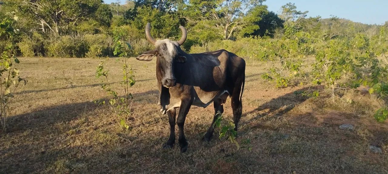 Vendo uma vaca - Foto 2