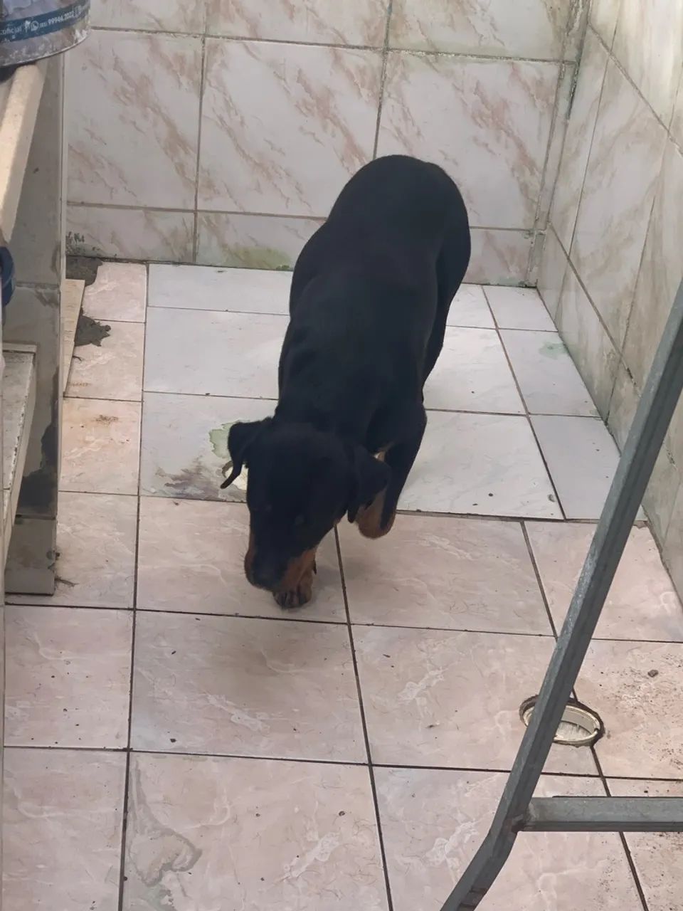Dog - Foto 2