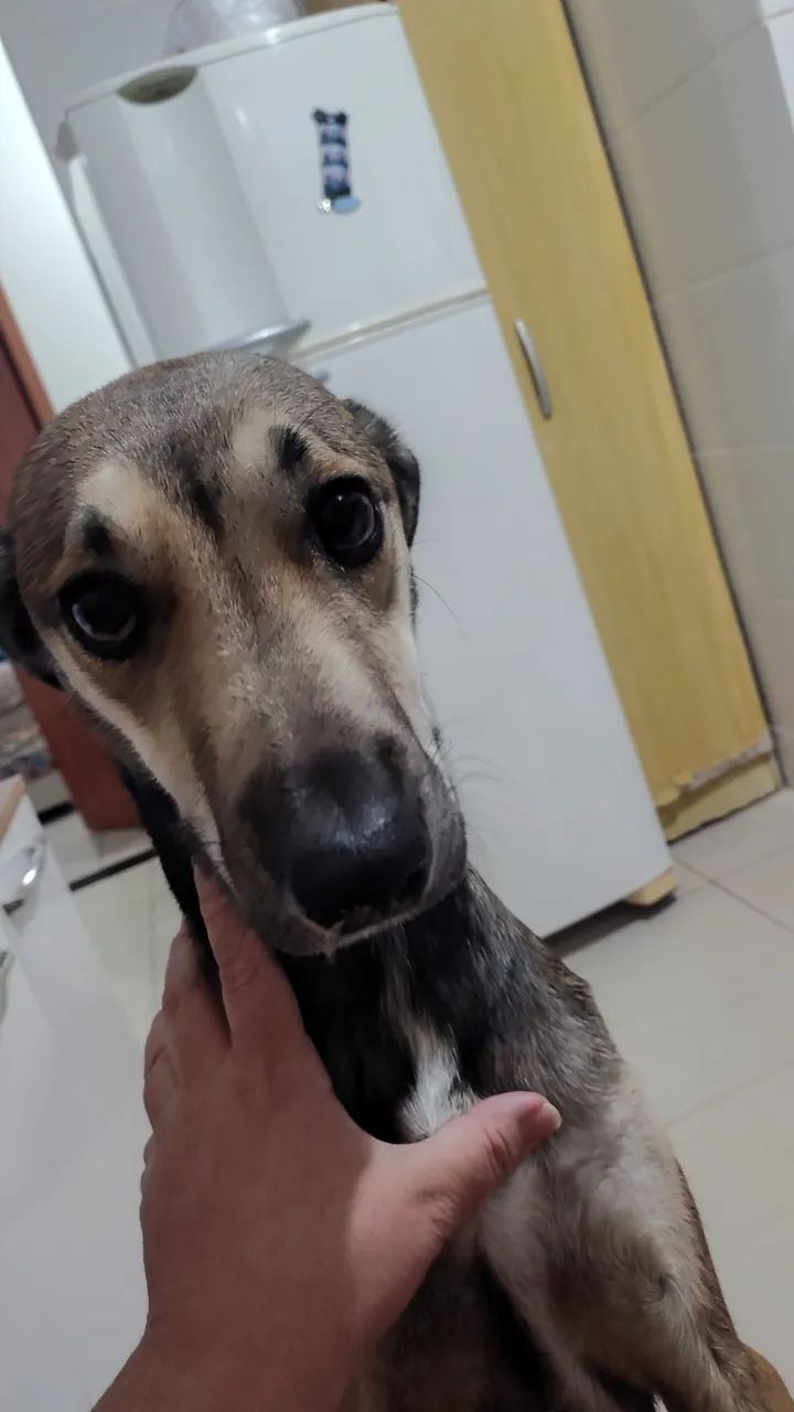 Cachorro para doação  - Foto 3