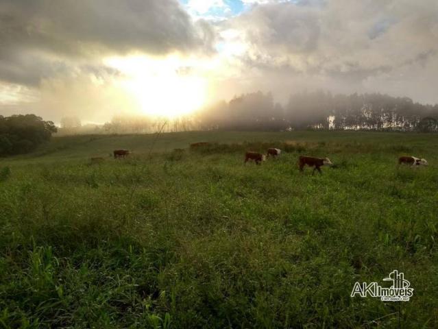 8046 | fazenda à venda em rural , reserva do iguaçu - Foto 8