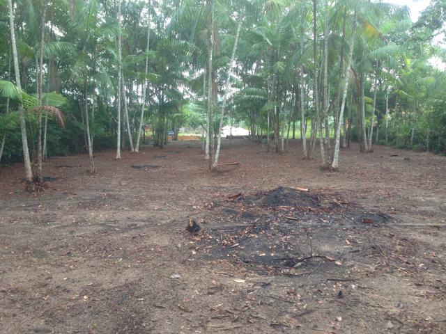Terreno com plantação de açaí - Foto 2