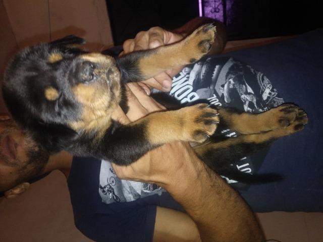 Vendo