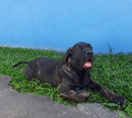 Filhotes de Fila Brasileiro - 1 macho e 2 fêmeas - Foto 3