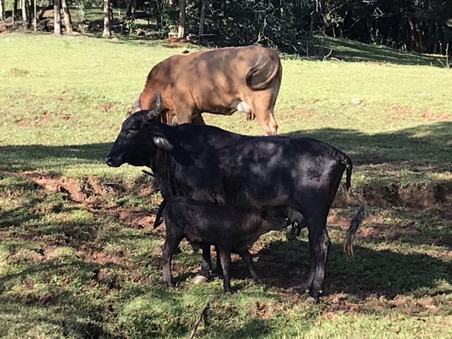Vendo terneiros, novilha e vacas Angus - Foto 6