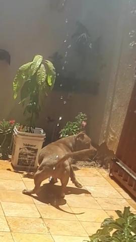 Pit Bull Macho muito dócil Tigrado 5 meses - Foto 4