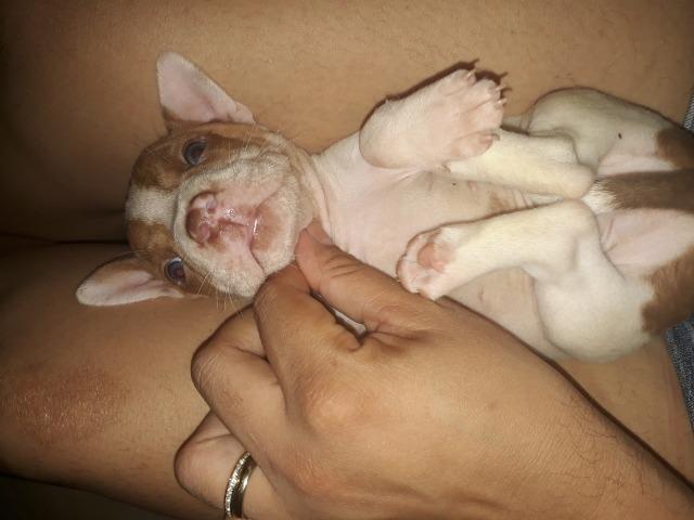 Filhote de pit bull