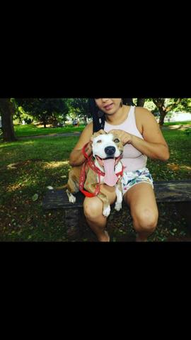 Filhote de pit bull - Foto 6