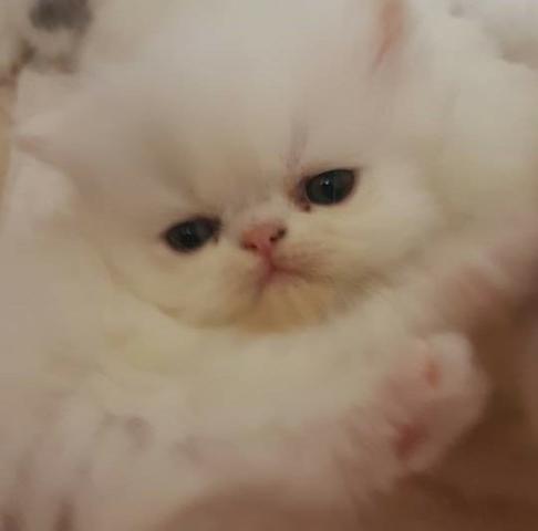 Filhotes de gatos persas brancos puros.Parcelo no cartão.Entrego em Curitiba e região - Foto 6