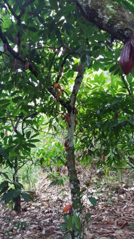 Terra para Fazenda ou sitio ( tenho um ponto comercial e uma casa) zap * - Foto 6