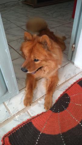 Cadela. já vendi. - Foto 2