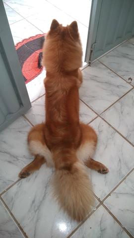 Cadela. já vendi. - Foto 3