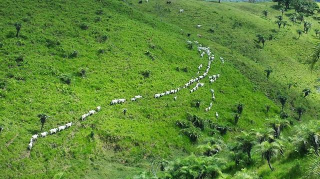 Fazenda ( Vendo ou Troco ) Propriedade Em Teotônio Vilela-AL - Foto 9