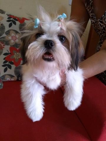 Cachorro shit-zu-mini fêmea - Foto 2