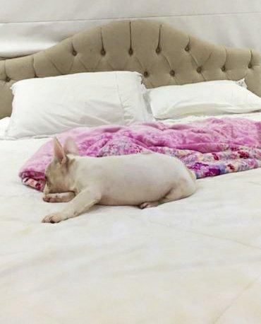 Legítimo filhotes de buldogues Branco - Foto 4