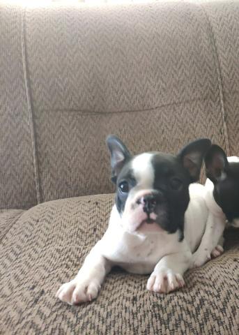 Bulldog Francês
